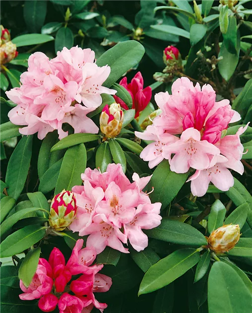 Rhododendron yakushimanum 'Rosa Wolke', Yaku-Rhododendron 'Rosa Wolke' -  Baumschule Ley
