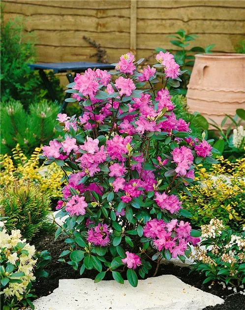 rhododendron tomentosum ätherisches öl Sumpfporst (1 ml) main image 1