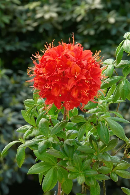 rhododendron im kübel pflege Rhododendron Catawbiense Grandiflorum | 60-80 cm im Topf main image 1