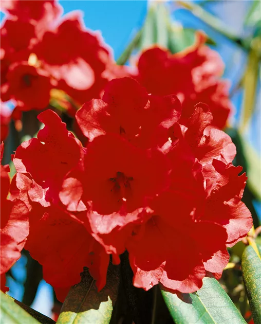 Rhododendron luteum, rot, Laubabwerfende Azalee - Baumschule Ley