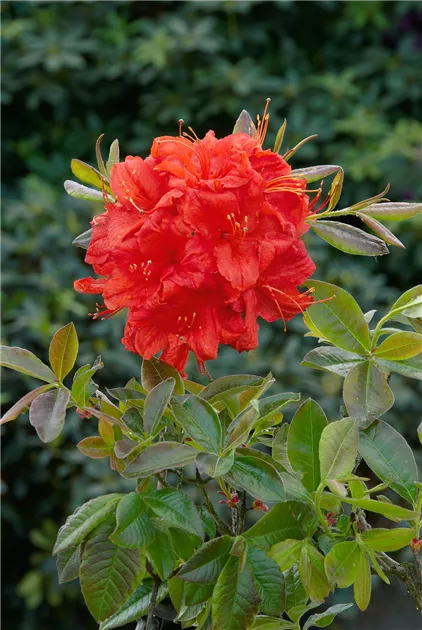 rhododendron dominik Yakushimanum-Rhododendron 'Doc' - Rhododendron yakushimanum Doc