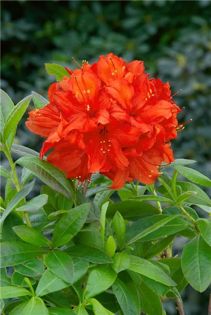 Rhododendron luteum, rot, Laubabwerfende Azalee - Baumschule Ley