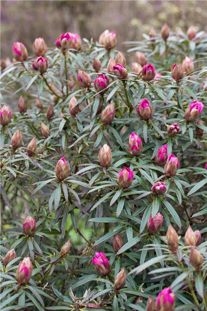 taxus heckenpflanzen kaufen Eibenhecke | kaufen main image 0