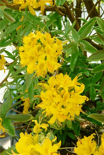 Rhododendron ponticum, Pontischer Rhododendron - Baumschule Ley