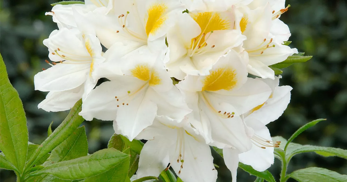 rhododendron black Black Widow