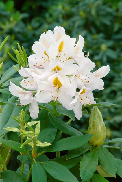 Rhododendron 'Madame Masson', Rhododendron-Hybride 'Madame Masson' -  Baumschule Ley