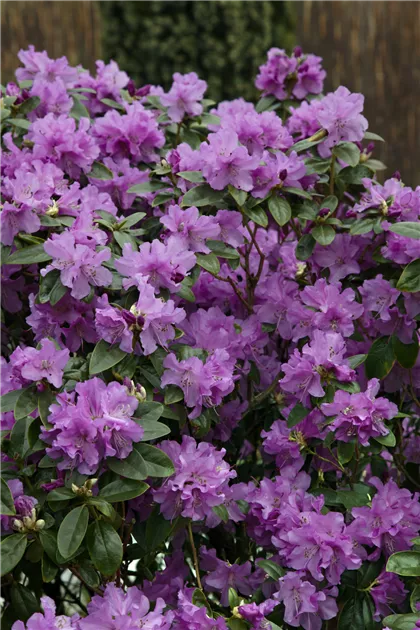 Rhododendron 'Praecox', Vorfrhlingsrhododendron 'Praecox' - Baumschule Ley