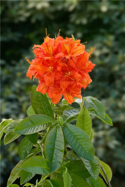 rhododendron blumentopf Rhododendron Eyecatcher® 'Blush' kaufen main image 0