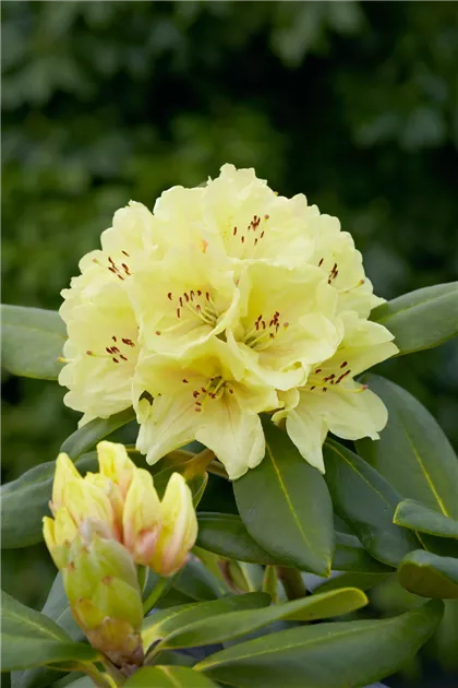 Rhododendron, gelb, Groblumige Rhododendron - Baumschule Ley