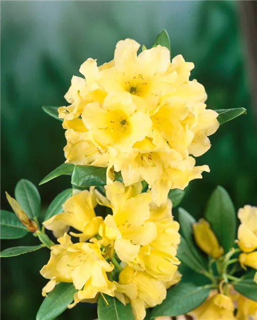Rhododendron, gelb, Groblumige Rhododendron - Baumschule Ley