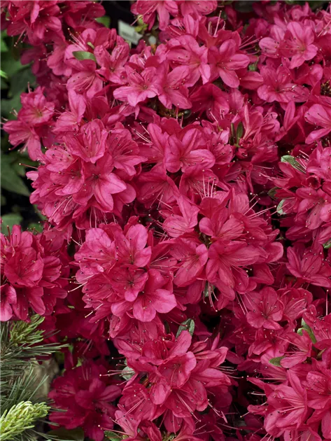 Rhododendron obtusum 'Maruschka', Japanische Azalee 'Maruschka' -  Baumschule Ley