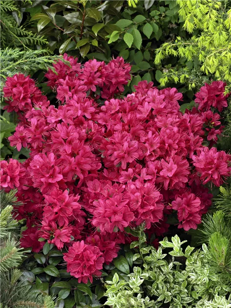 Rhododendron obtusum 'Maruschka', Japanische Azalee 'Maruschka' -  Baumschule Ley