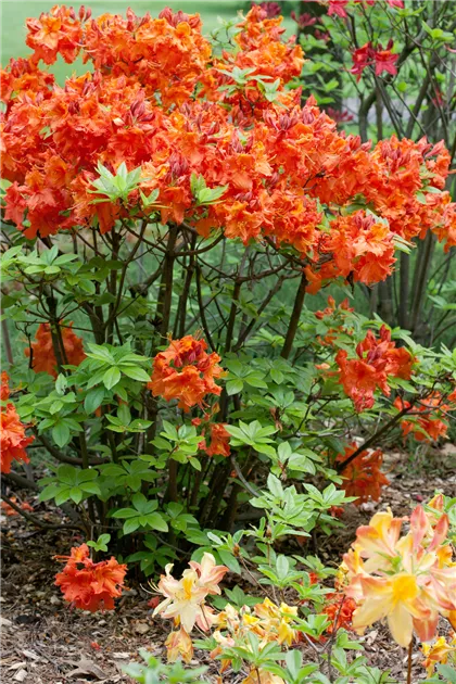 Rhododendron luteum 'Gibraltar', Sommergrne Azalee 'Gibraltar' -  Baumschule Ley