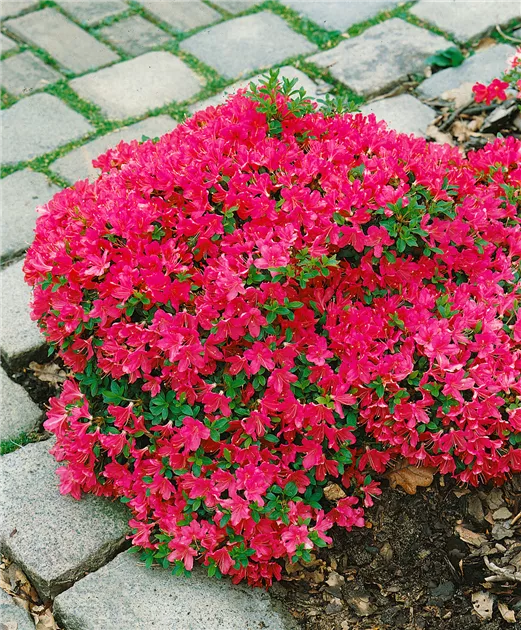 Rhododendron obtusum 'Diamant Rot', Japanische Azalee 'Diamant Rot' -  Baumschule Ley