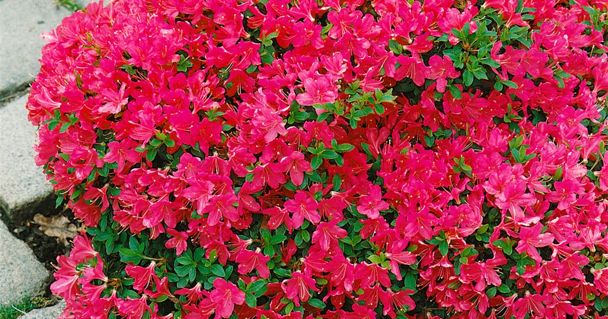 Rhododendron obtusum 'Diamant Rot', Japanische Azalee 'Diamant Rot' -  Baumschule Ley