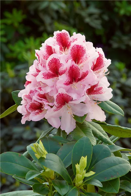 stechpalme online kaufen Japanische Stechpalme Fastigiata - Ilex crenata fastigiata