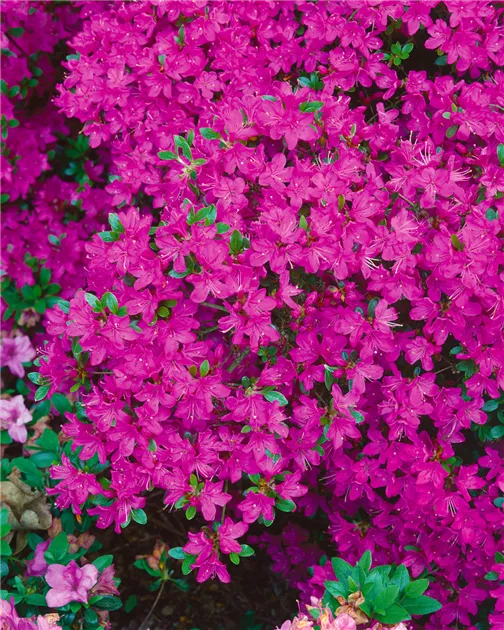 Rhododendron obtusum 'Diamant', Japanische Azalee 'Diamant' - Baumschule  Ley