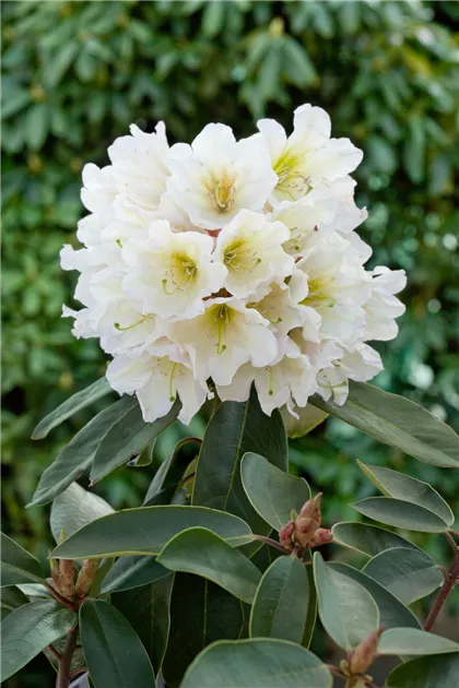 rhododendron japonica anouk Buy Rhododendron (Aj) Anouk Online