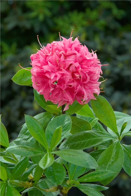 rhododendron apollonia Rhododendron carolinianum pink/purple (Carolina Rhododendron) 30000 Seeds