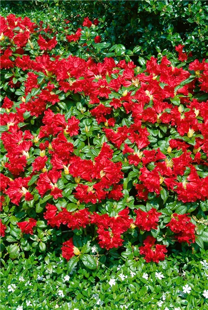 Rhododendron repens 'Scarlet Wonder', Zwergrhododendron 'Scarlet Wonder' -  Baumschule Ley