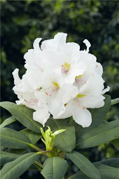 Rhododendron, cremewei, Groblumige Rhododendron - Baumschule Ley