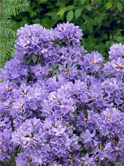 Rhododendron impeditum 'Blue Tit', Kleinblttriger Rhododendron 'Blue Tit'  - Baumschule Ley