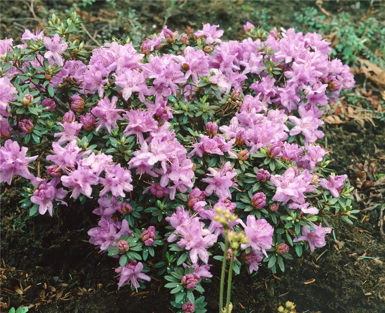 Rhododendron impeditum, Kleinblttriger Rhododendron - Baumschule Ley