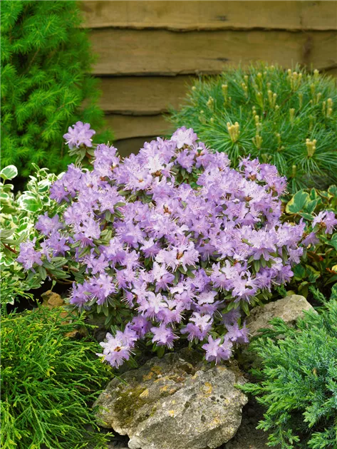 Rhododendron impeditum 'Moerheim', Kleinblttriger Rhododendron 'Moerheim'  - Baumschule Ley