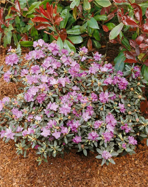 Rhododendron impeditum, Kleinblttriger Rhododendron - Baumschule Ley