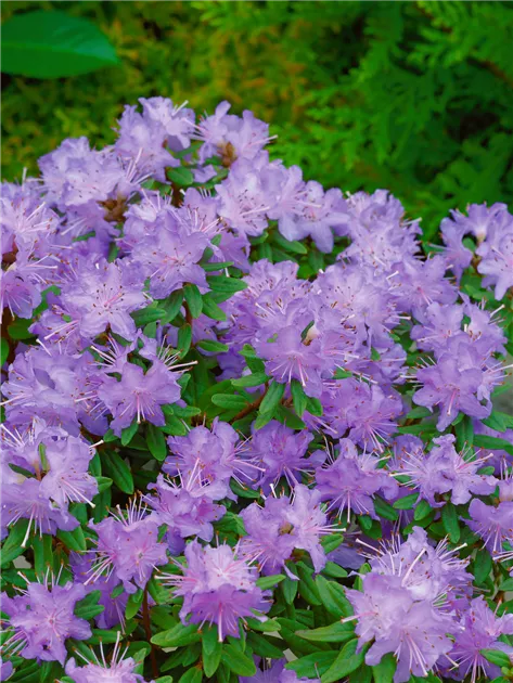 rhododendron painted purple Impressionist Oil Rhododendron Print