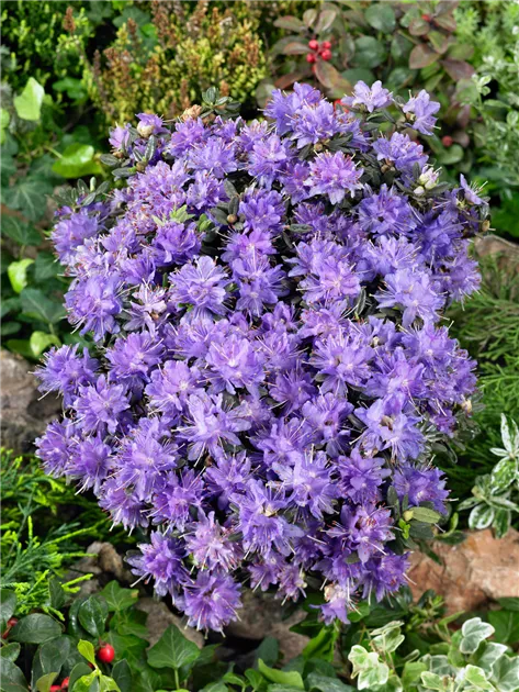 stechpalme nellie Amerikanische Stechpalme als Spalierbaum 'Nellie R. Stevens' main image 0