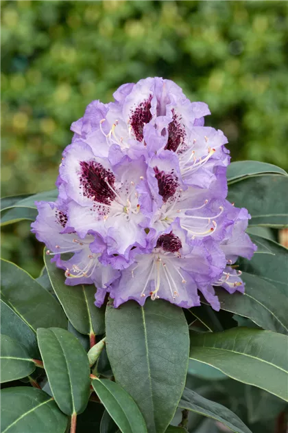 Rhododendron 'Blue Peter' - Baumschule Ley