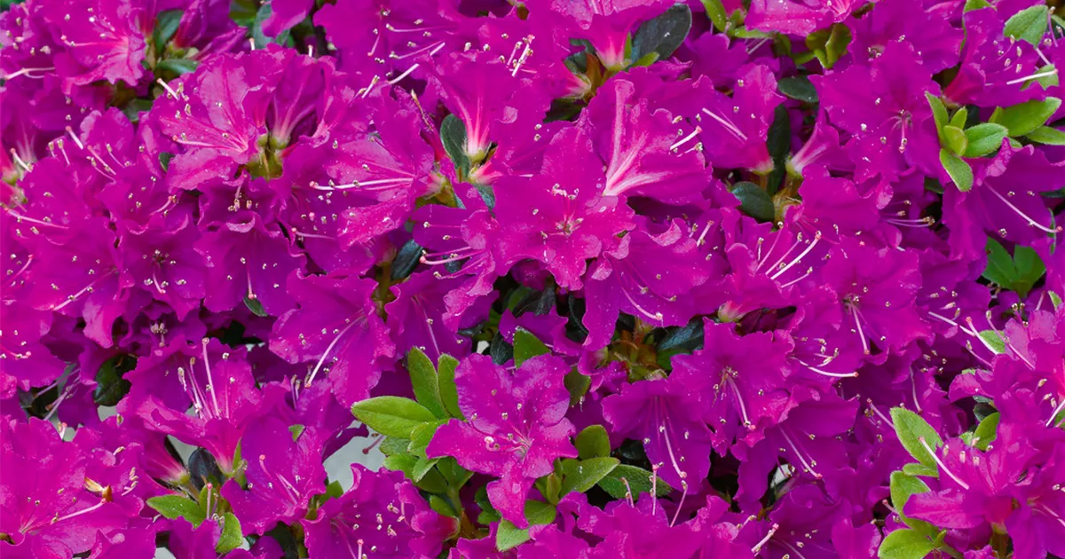 Rhododendron obtusum 'Purpurtraum', Japanische Azalee 'Purpurtraum' -  Baumschule Ley