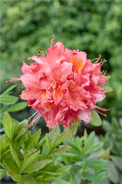 Rhododendron luteum 'Pink Delight', Sommergrne Azalee 'Pink Delight' -  Baumschule Ley