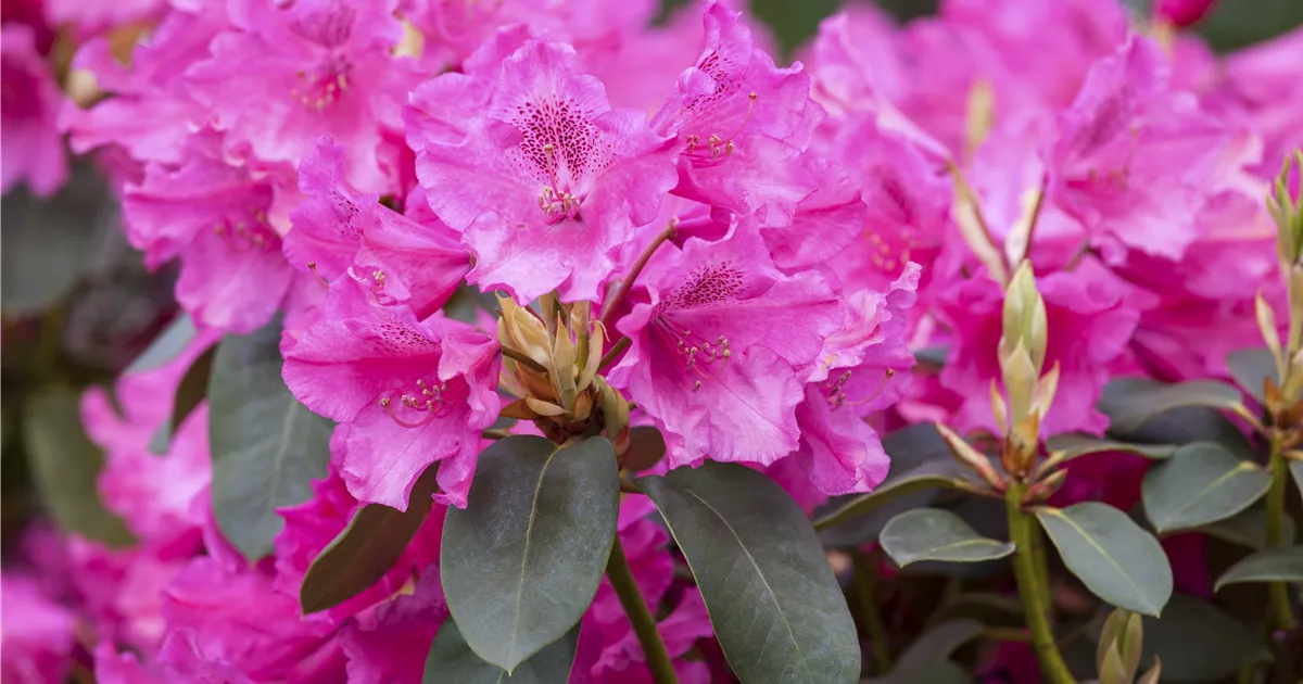 Rhododendron williamsianum 'August Lamken', Rhododendron 'August Lamken' -  Baumschule Ley