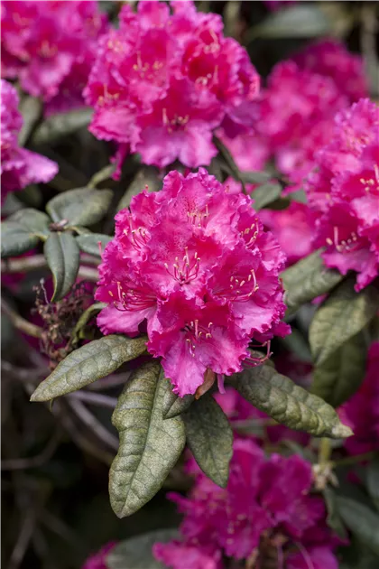 Rhododendron williamsianum 'August Lamken', Rhododendron 'August Lamken' -  Baumschule Ley
