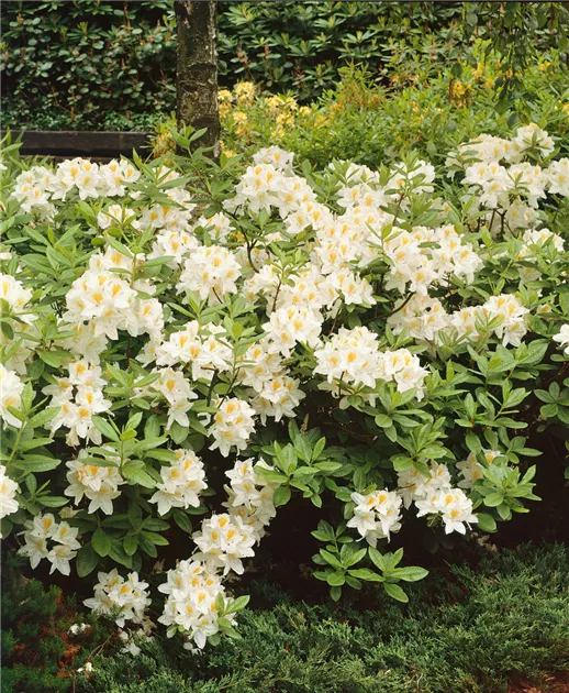 Rhododendron luteum 'Persil', Sommergrne Azalee 'Persil' - Baumschule Ley
