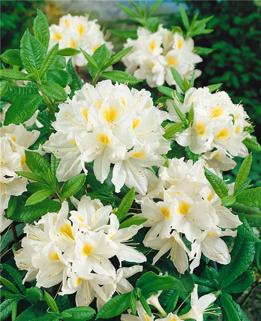 rhododendrons blooming Bessie Howells Rhododendron