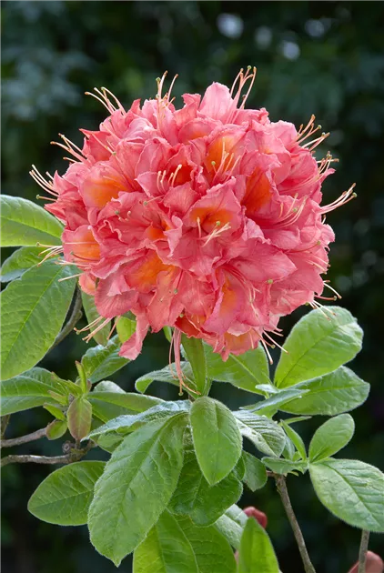Rhododendron luteum 'Pink Delight', Sommergrne Azalee 'Pink Delight' -  Baumschule Ley