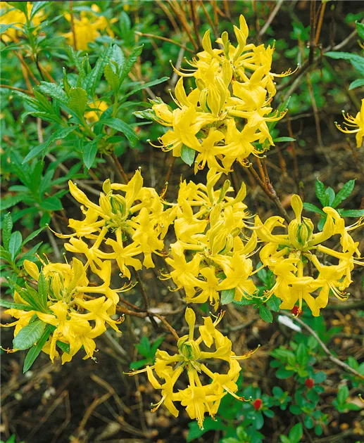 Rhododendron molle, gelb, Sommergrne Azalee - Baumschule Ley