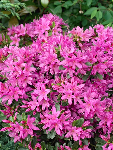 rhododendron hanceanum shamrock Rhododendron Shamrock 1gal main image 0