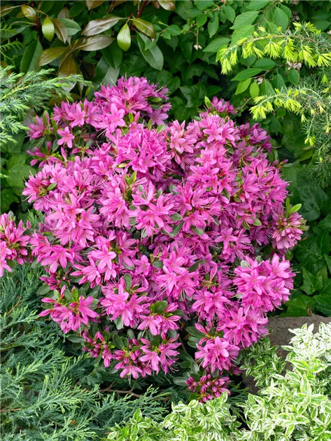 Rhododendron obtusum 'Hatsugiri', Japanische Azalee 'Hatsugiri' -  Baumschule Ley