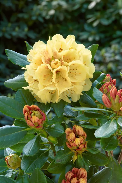 Rhododendron yakushimanum, gelb, Yakushima-Rhododendron - Baumschule Ley