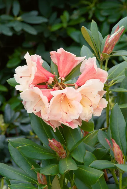 Rhododendron yakushimanum, lachsrosa, Yakushima-Rhododendron - Baumschule  Ley