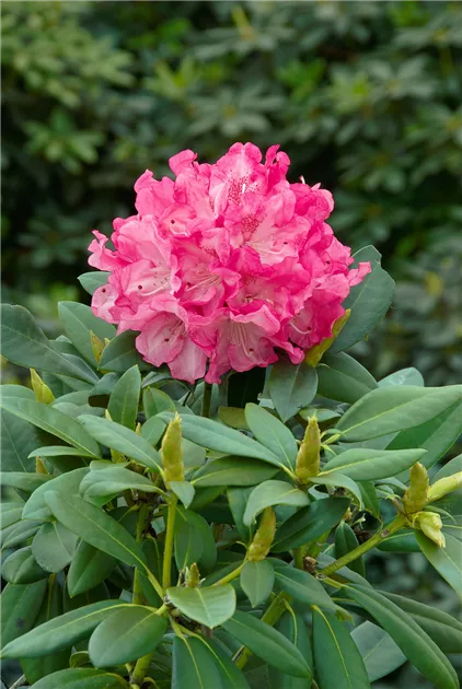 Rhododendron yakushimanum 'Anuschka', Rhododendron 'Anuschka' - Baumschule  Ley