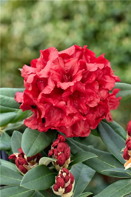 Rhododendron yakushimanum, rot, Yakushima-Rhododendron - Baumschule Ley