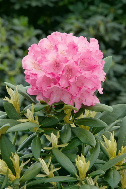 Rhododendron yakushimanum 'Kalinka', Yaku-Rhododendron 'Kalinka' -  Baumschule Ley