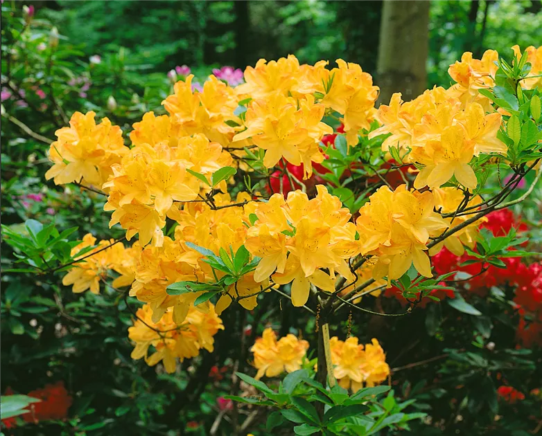 Rhododendron, gelb, Groblumige Rhododendron - Baumschule Ley