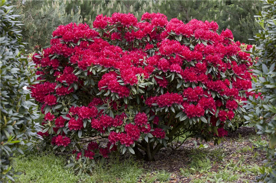 Rhododendron, rot, Zwergrhododendron - Baumschule Ley