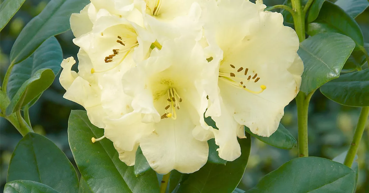 rhododendron sales Rhododendron main image 1